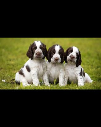 Springer Spaniel