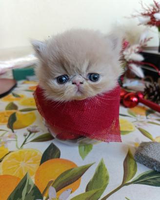 Gatto persiano