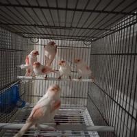 Canarini rosso mosaico