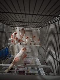 Canarini rosso mosaico