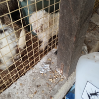 Cuccioli di Lagotto puri