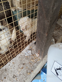 Cuccioli di Lagotto puri