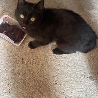 Gattino nero buonissimo