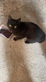 Gattino nero buonissimo