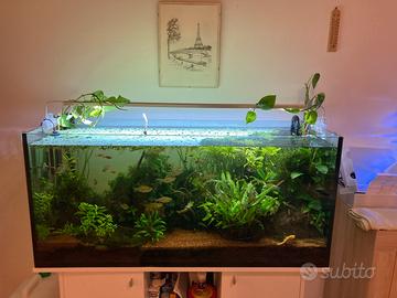 Acquario 270L completo