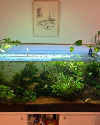 Acquario 270L completo