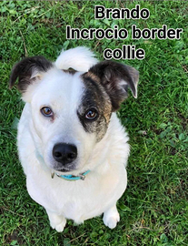 Brando incrocio border collie