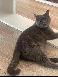 Femmina British pedigree aperto