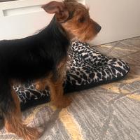 Yorkshire terrier cuccioli
