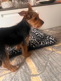 Yorkshire terrier cuccioli