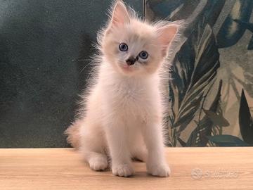 Dolcissimo Ragdoll con Pedigree