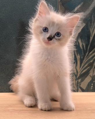 Dolcissimo Ragdoll con Pedigree
