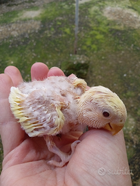 Inseparabili da imbecco