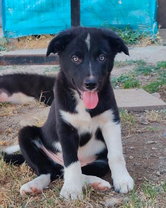 Border Collie cucciolo 