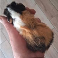 Cavie porcellini d'india