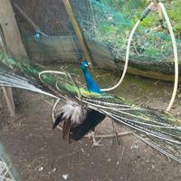 Pavoni nigripennis, coppia riproduttrice