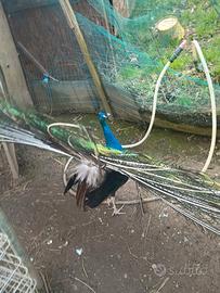 Pavoni nigripennis, coppia riproduttrice