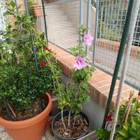 pianta da siepe  ibiscus