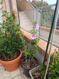 pianta da siepe  ibiscus