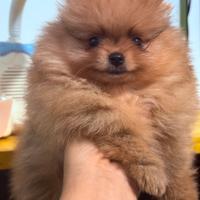 Cuccioli con pedigree Enci