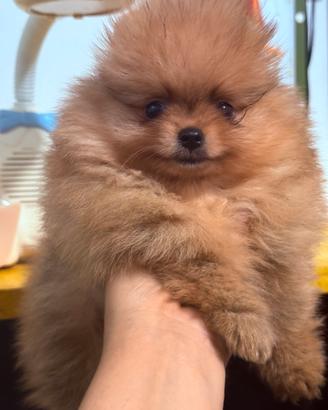 Cuccioli con pedigree Enci