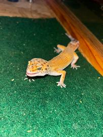 Geco leopardino