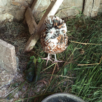 Galline ornamentali