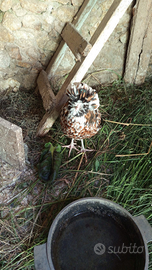Galline ornamentali