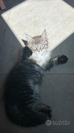 Cucciolo main coon