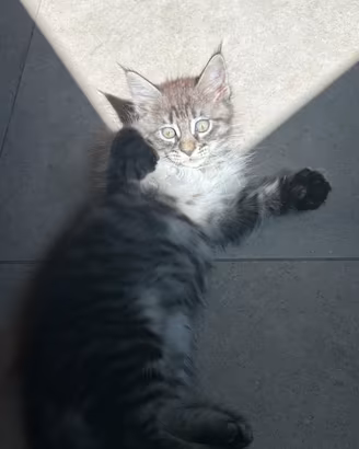 Cucciolo main coon