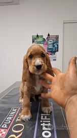 Meravigliosi cuccioli di cocker