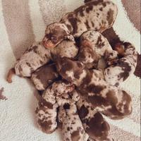 Ultimi cuccioli bassotto nano/kaninchen