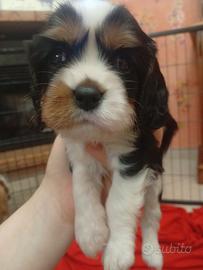 Ultimo cavalier king MaschioPEDIGREE CERTIFICAZION
