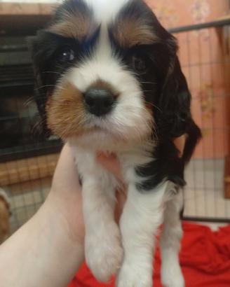 Ultimo cavalier king MaschioPEDIGREE CERTIFICAZION