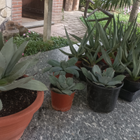 Agave Parryi Truncata