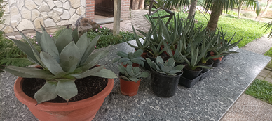Agave Parryi Truncata