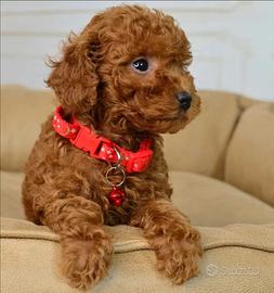 Toy Poodle