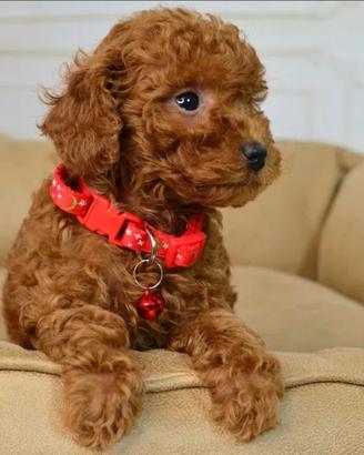 Toy Poodle