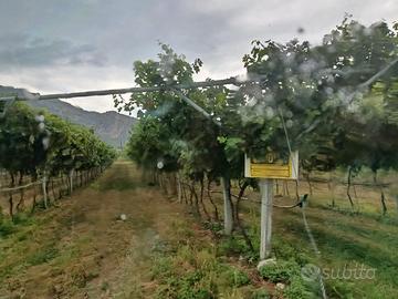 Vigneto recente impianto (2 anni Merlot)