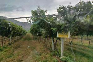 Vigneto recente impianto (2 anni Merlot)