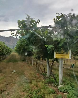 Vigneto recente impianto (2 anni Merlot)