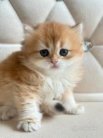 British longhair black golden