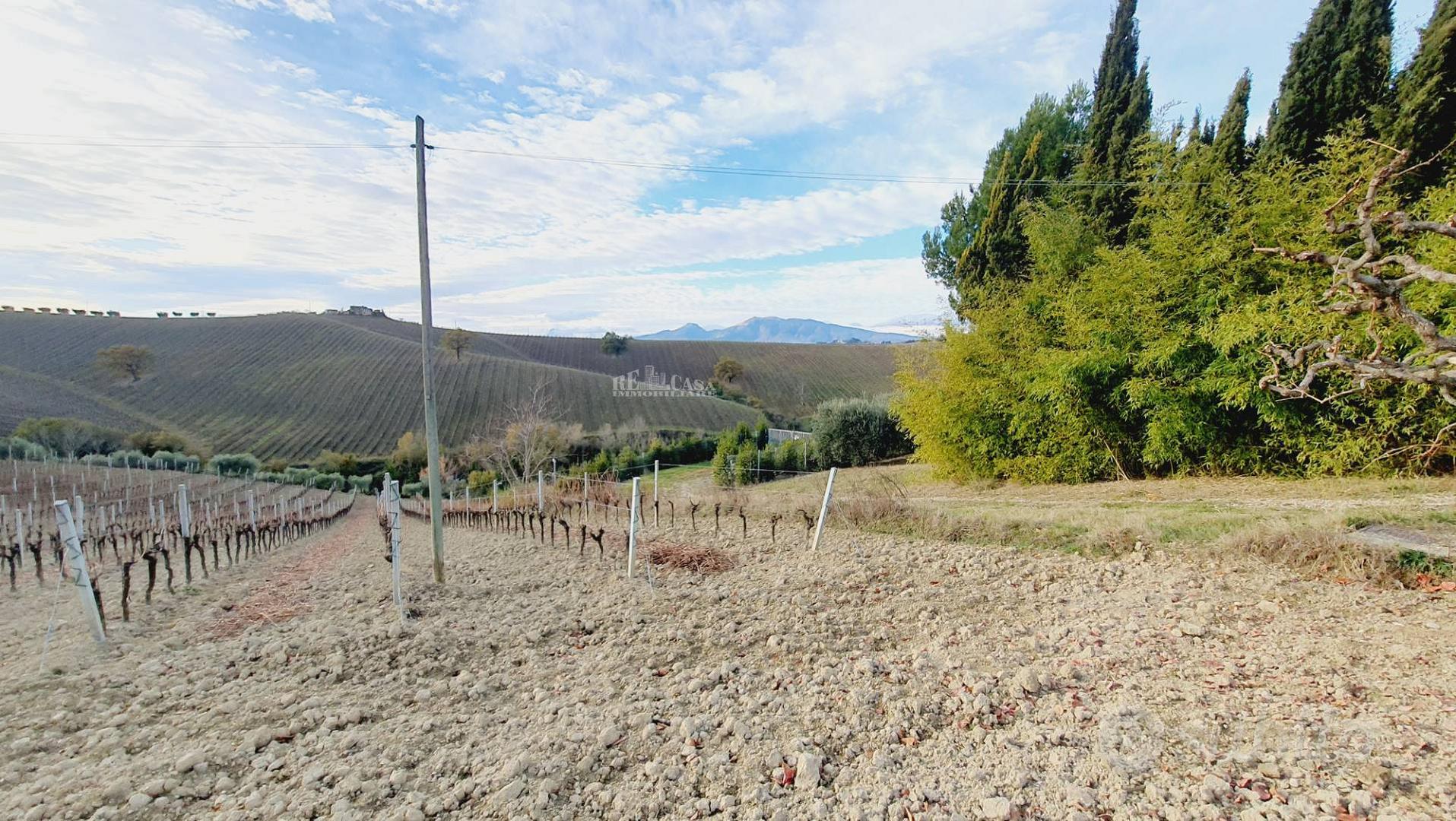 Terreno agricolo - Acquaviva Picena - Vista 3