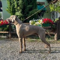 Stallone Weimaraner, genealogia da campioni, per m