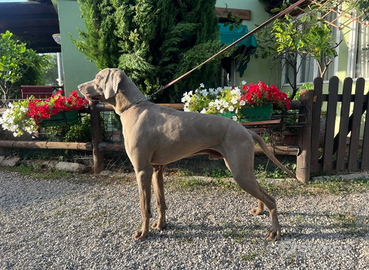 Stallone Weimaraner, genealogia da campioni, per m