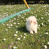 Spitz di pomerania linea coreana Max 18 cm AD