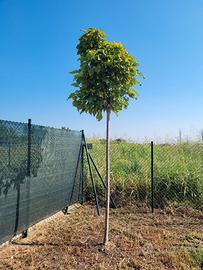 PIANTE E VASO