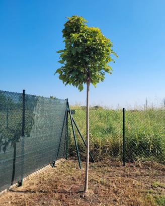 PIANTE E VASO