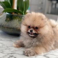 Cuccioli di spitz pomerania M e F