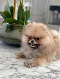 Cuccioli di spitz pomerania M e F